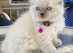 Kitten 4 Pink - Ragdoll Kitten For Sale - 
