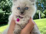 Kitten 4 Pink - Ragdoll Kitten For Sale - Havre De Grace&comma; MD&comma; US