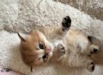 Kristoff - British Shorthair Kitten For Sale - Pendergrass&comma; GA&comma; US
