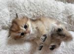 Ariel - British Shorthair Kitten For Sale - Pendergrass&comma; GA&comma; US