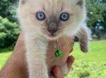 Kitten 5 Green - Ragdoll Kitten For Sale - Havre De Grace&comma; MD&comma; US