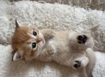 Rapunzel - British Shorthair Kitten For Sale - Pendergrass&comma; GA&comma; US