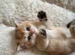Cinderella - British Shorthair Kitten For Sale - Pendergrass&comma; GA&comma; US