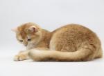 Rasputin - British Shorthair Kitten For Sale - 