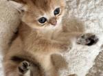 Belle - British Shorthair Kitten For Sale - Pendergrass&comma; GA&comma; US
