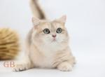 Irish - British Shorthair Cat For Sale - Ashburn&comma; VA&comma; US