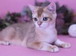 Stenly - British Shorthair Kitten For Sale - 