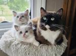 Major & Colonel - Ragdoll Kitten For Sale - 