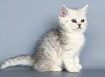 Nimbus snow leopard silver brtitish shorthair boy - British Shorthair Kitten For Sale - CA&comma; US