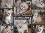 Ragdoll  Siberian kittens male and female - Domestic Kitten For Sale - Eagan&comma; MN&comma; US