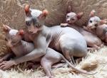 Vaccinated Sphynx kittens - Sphynx Kitten For Sale - 