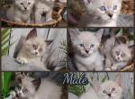 Ragdoll kittens - Domestic Kitten For Sale - 