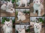Ragdoll baby kittens - Domestic Kitten For Sale - Eagan&comma; MN&comma; US