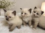 Kittens two - Ragdoll Kitten For Sale - Ridgewood&comma; NY&comma; US