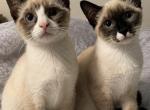 Siamese kitten - Siamese Kitten For Sale - Manhattan&comma; NY&comma; US