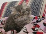 Tabby - Persian Kitten For Sale - Oklahoma City&comma; OK&comma; US