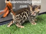 Charming Bengal kittens ready - Bengal Kitten For Sale - NY&comma; US