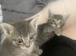 Ayla and Prince - Domestic Kitten For Sale - Chicago&comma; IL&comma; US