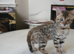 Josie's Litter - Bengal Kitten For Sale - 