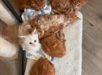 Adorable Maine Coon Kittens - Maine Coon Kitten For Adoption - 