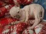 Elf Singleton - Sphynx Kitten For Sale - Boston&comma; MA&comma; US