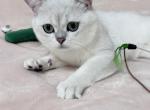 Astro - British Shorthair Cat For Sale - Las Vegas&comma; NV&comma; US