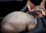 Juno sphynx girl bi color - Sphynx Kitten For Sale - Fort Worth&comma; TX&comma; US