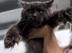 Sunny Bear - Maine Coon Cat For Sale - Hollywood&comma; FL&comma; US
