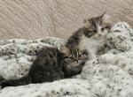 Teddy - Persian Kitten For Sale - Oklahoma City&comma; OK&comma; US