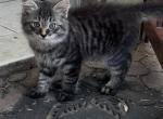 Siberian and Bengal Mix Kittens - Siberian Kitten For Sale - Brooklyn&comma; NY&comma; US