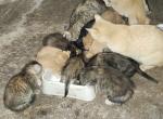 chester bud baby orangie  pus pus - Domestic Kitten For Sale - Newberg&comma; OR&comma; US