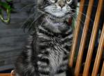 Maine Coons Ready Now TICA Registered - Maine Coon Kitten For Adoption - Pelham&comma; NH&comma; US
