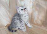 Pepper snow leopard silver brtitish shorthair boy - British Shorthair Kitten For Sale - CA&comma; US