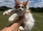 Daria polydactyl - Maine Coon Kitten For Sale - Locust Grove&comma; OK&comma; US
