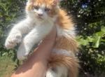 Luna polydactyl - Maine Coon Kitten For Sale - Locust Grove&comma; OK&comma; US