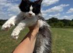 Newton polydactyl - Maine Coon Kitten For Sale - Locust Grove&comma; OK&comma; US