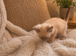 Majesty - Siamese Kitten For Adoption - Orlando&comma; FL&comma; US
