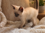 Princess - Siamese Kitten For Sale - Orlando&comma; FL&comma; US