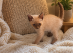 Sprinkles - Siamese Kitten For Sale - Orlando&comma; FL&comma; US