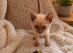Snowflake - Siamese Kitten For Adoption - Orlando&comma; FL&comma; US
