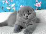 Kevin scottish fold plushy teddy bear blue color - British Shorthair Kitten For Sale - CA&comma; US