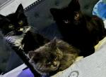 Sneezy - Maine Coon Kitten For Sale - 