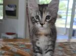 Leka's Litter - Maine Coon Kitten For Sale - Saint Petersburg&comma; FL&comma; US