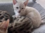 Bengal kittens - Bengal Kitten For Sale - New Lebanon&comma; OH&comma; US