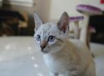 Kristoffer - Bengal Kitten For Sale - 