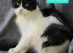 Ravenna tica health tested parents price reduced - Maine Coon Kitten For Sale - 