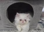 Flame Point Himalayan - Himalayan Kitten For Sale - 