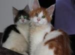 Omega tica health tested parents - Maine Coon Kitten For Sale - 