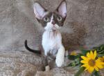 Chocolate bicolor - Devon Rex Kitten For Sale - Hollywood&comma; FL&comma; US