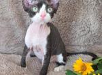 Black bicolor - Devon Rex Kitten For Sale - Hollywood&comma; FL&comma; US